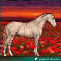 Horse Color:Red Dun and Gold Champagne Dun