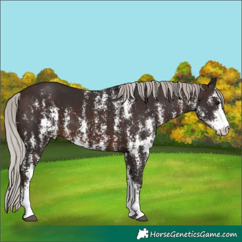 Horse Color:Silver Brown Sabino Rabicano 