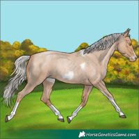 Horse Color:Silver Blue Roan Pearl Tobiano Frame 