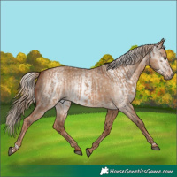 Horse Color:Red Dun and Gray Red Dun