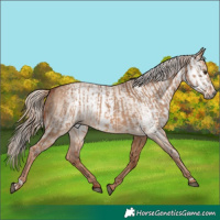 Horse Color:Red Dun  and Gray Red Dun 