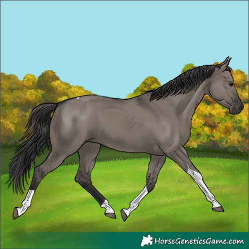 Horse Color:Smoky Grullo Tobiano 