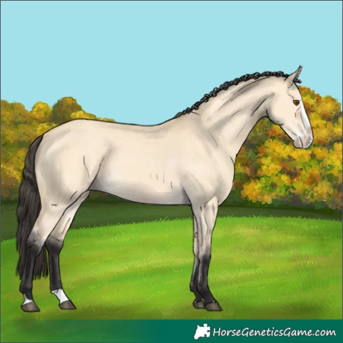 Horse Color:Buckskin Dun Splash 