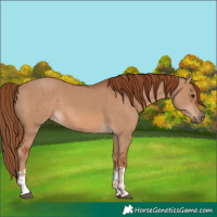 Horse Color:Red Dun  and Red Dun 