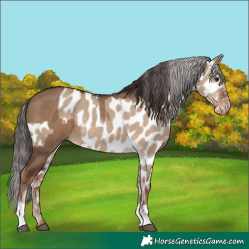 Horse Color:Liver Red Dun  and Liver Red Dun Appaloosa 