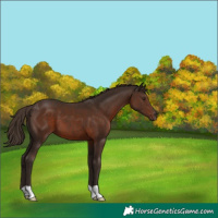 Horse Color:Liver Chestnut 