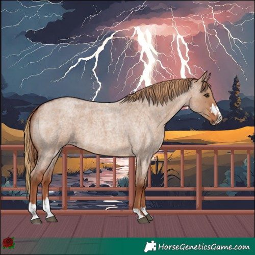 Horse Color:Red Dun Roan  and Red Dun Roan 