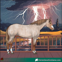 Horse Color:Red Dun Roan  and Red Dun Roan 