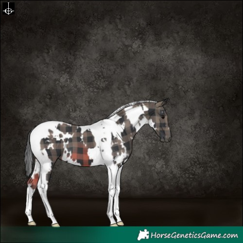 Horse Color:Plaid  White Spotted Black Tobiano 