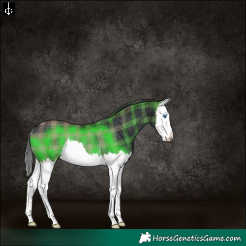 Horse Color:Plaid  Black Splash Rabicano 