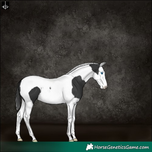 Horse Color:Black Splash Tobiano 
