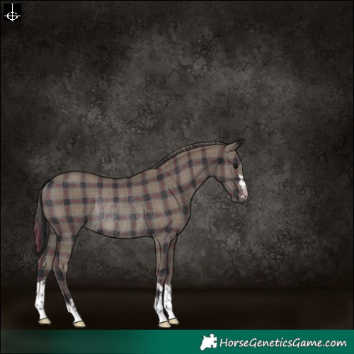 Horse Color:Plaid  Black Rabicano 