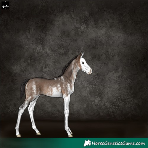 Horse Color:White Spotted Brown Dun Splash Rabicano 