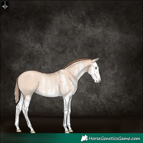 Horse Color:White Spotted Gold Champagne Dun Splash Rabicano 