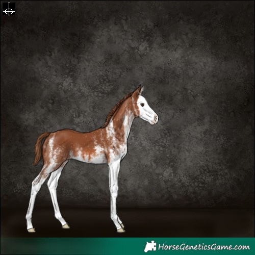 Horse Color:White Spotted Chestnut Splash 