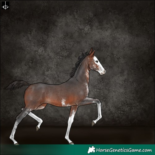 Horse Color:White Spotted Bay Splash Rabicano 