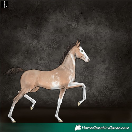 Horse Color:White Spotted Amber Champagne Splash 