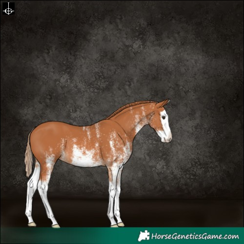 Horse Color:White Spotted Chestnut Splash 