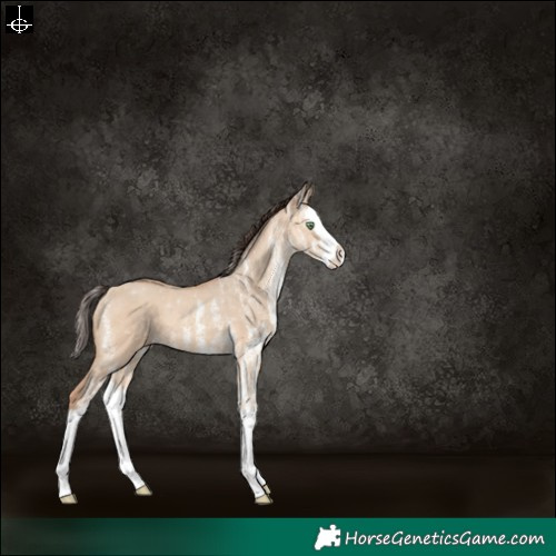 Horse Color:White Spotted Amber Champagne Dun Splash 