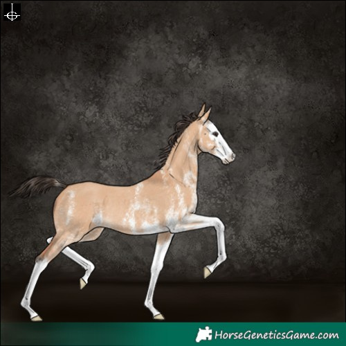 Horse Color:White Spotted Bay Dun Splash Rabicano 