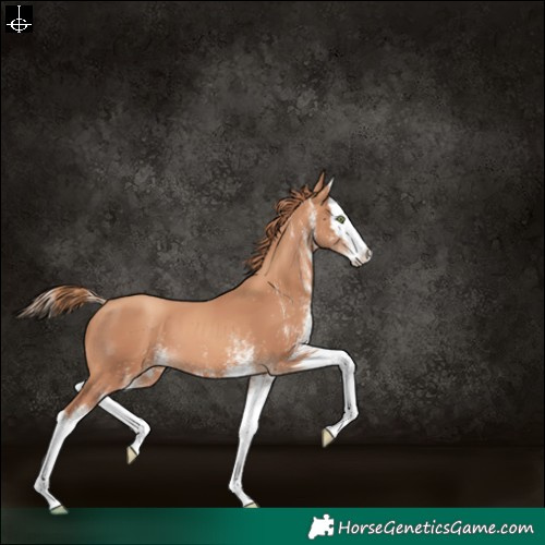 Horse Color:White Spotted Gold Champagne Splash 