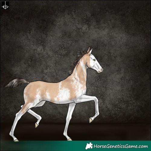 Horse Color:White Spotted Amber Champagne Splash 