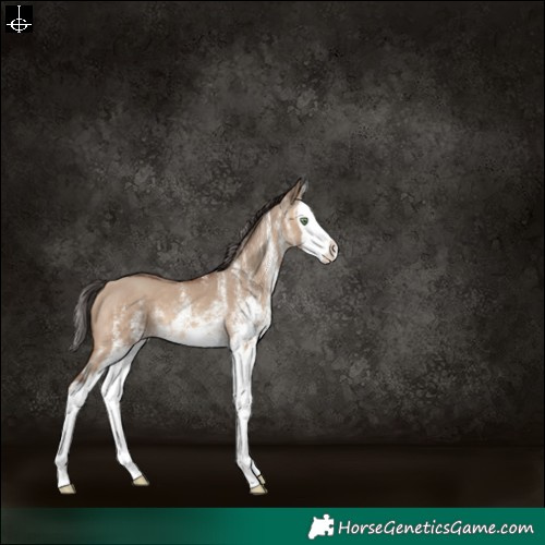 Horse Color:White Spotted Sable Champagne Dun Splash 