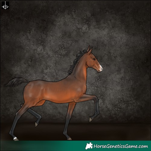Horse Color:Brown Sabino 