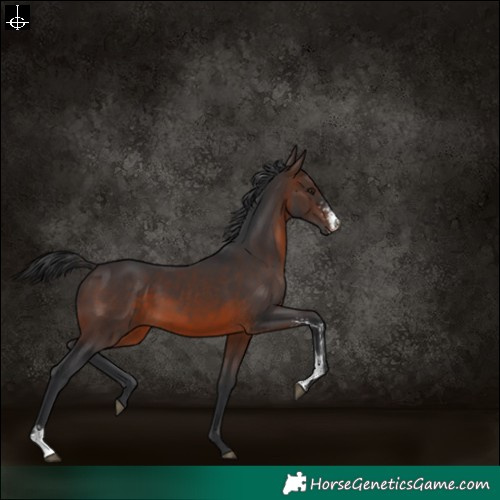 Horse Color:Brown Sabino 