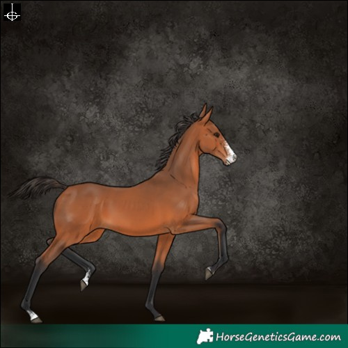 Horse Color:Bay Sabino 