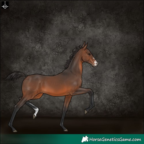 Horse Color:Brown Sabino 