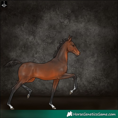 Horse Color:Brown Sabino 