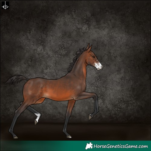 Horse Color:Brown Sabino 