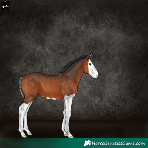 Horse Color:Bay Splash 