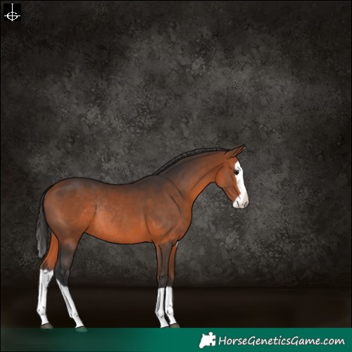 Horse Color:Bay Splash Rabicano 