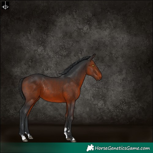 Horse Color:Bay Rabicano 