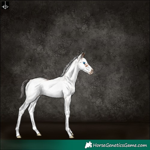 Horse Color:White Spotted Bay Splash Frame 