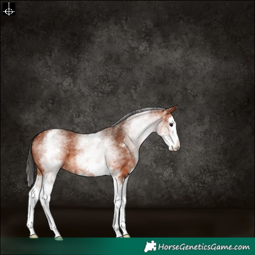 Horse Color:White Spotted Bay Splash 