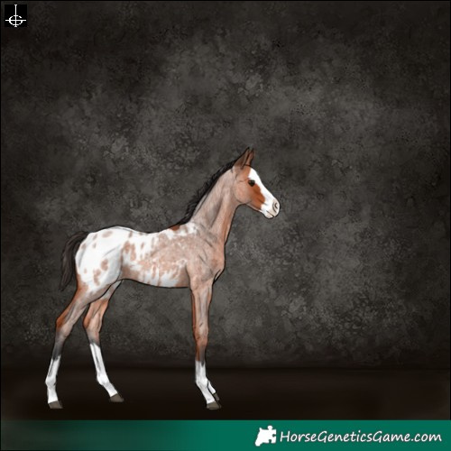 Horse Color:Bay Roan Splash Blanket 