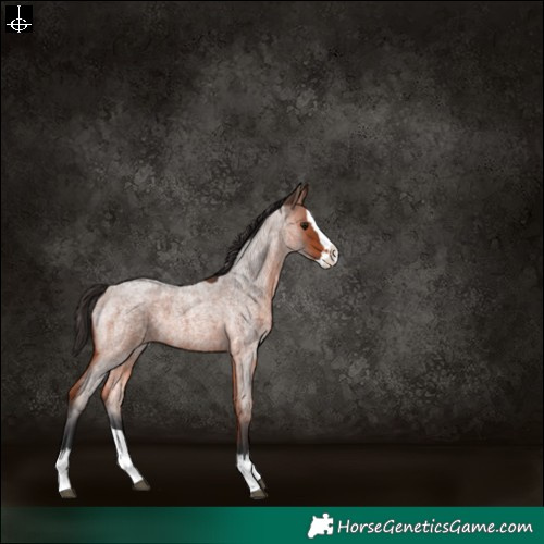 Horse Color:Bay Roan Splash Rabicano 