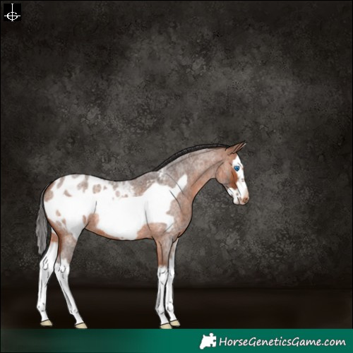 Horse Color:Bay Roan Splash Frame Blanket 