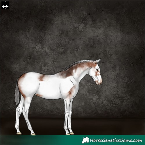 Horse Color:White Spotted Bay Splash Frame 