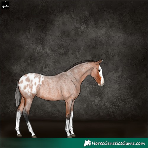 Horse Color:Bay Roan Splash Blanket Rabicano 