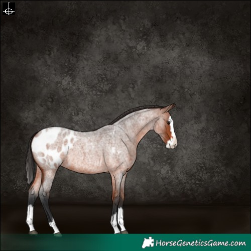 Horse Color:Bay Roan Splash Blanket Rabicano 