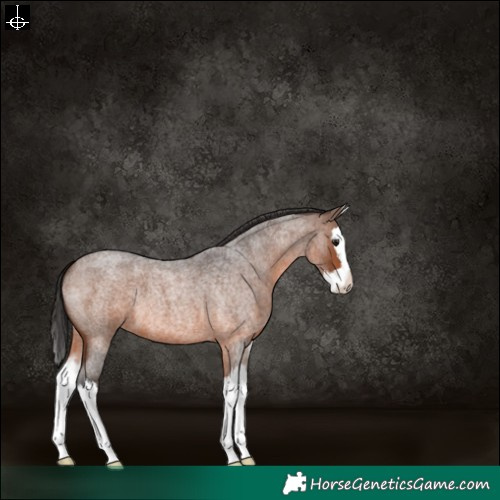 Horse Color:Brown Roan Splash 