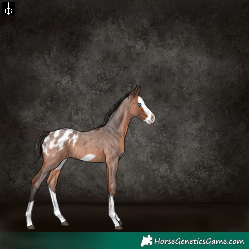 Horse Color:Bay Roan Splash Frame Blanket Rabicano 
