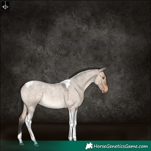 Horse Color:Brown Roan Dun Tobiano 