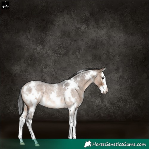 Horse Color:White Spotted Brown Roan Dun Splash Rabicano 