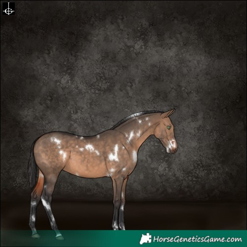 Horse Color:White Spotted Brown Dun 