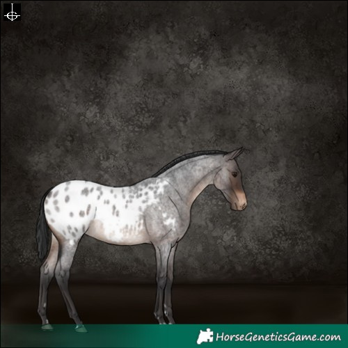 Horse Color:Brown Roan Appaloosa 